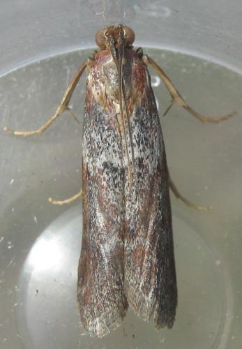 Selagia spadicella